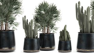 Houseplants in a black pot for the interior 912 3D