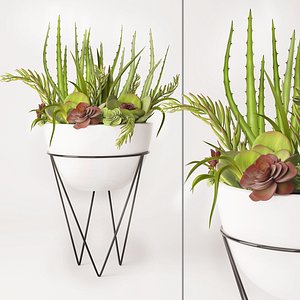 succulent arrangement ma