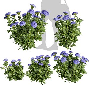 Collection plant vol 563 - shurb - Hydrangea - Macrophylla  3Ds max - Cinema 4D 3D model