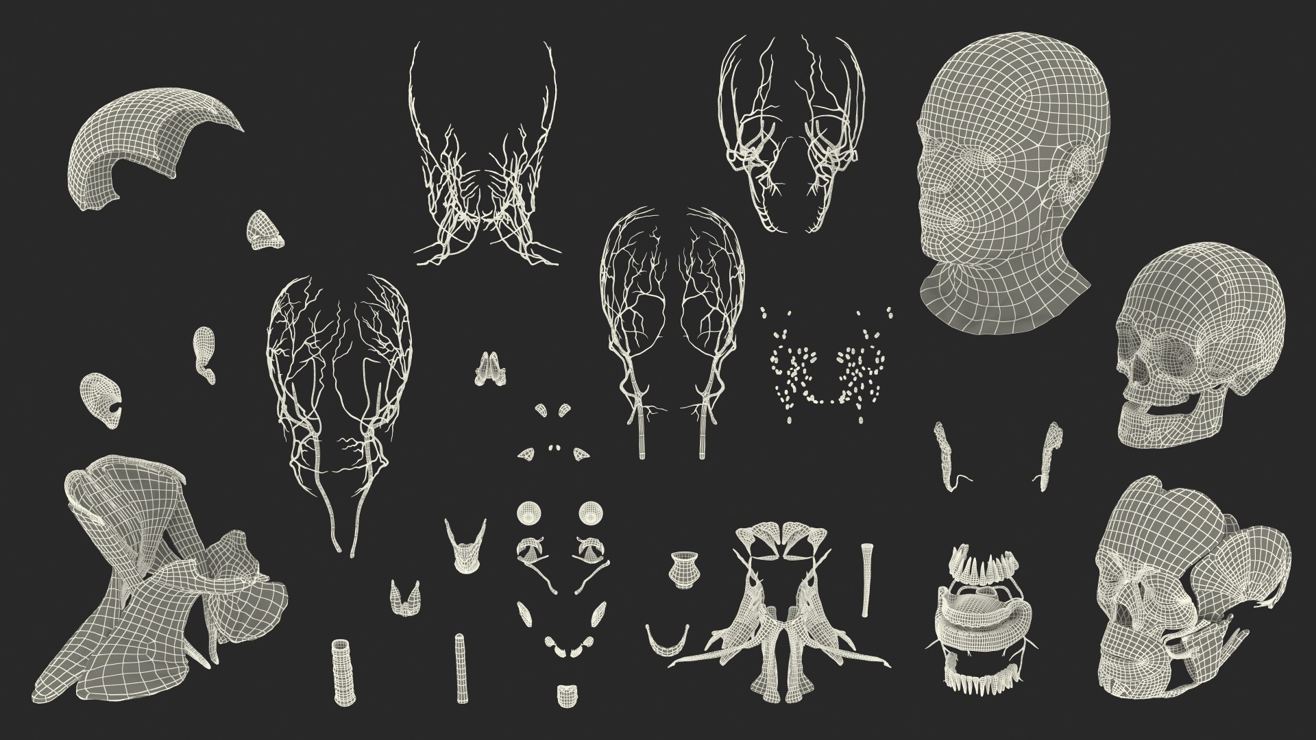 3D human head anatomy skin model https://p.turbosquid.com/ts-thumb/vy/iBFNnc/5YeWYYOv/humanheadfullanatomyandskin3dmodel041/jpg/1574361184/1920x1080/fit_q87/2a5bf48355b41fc2e31ae9d281c584d982585266/humanheadfullanatomyandskin3dmodel041.jpg