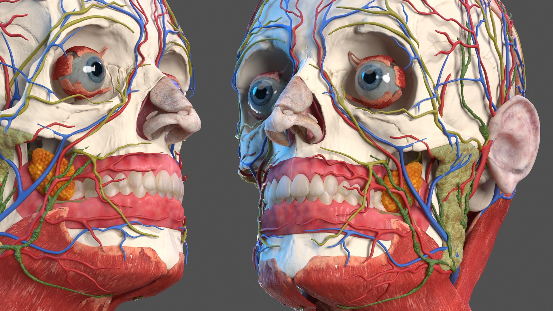 3D human head anatomy skin model https://p.turbosquid.com/ts-thumb/vy/iBFNnc/5zhXQmqG/humanheadfullanatomyandskin3dmodel015/jpg/1574360925/1920x1080/fit_q87/730093cf045166b8cdf83dbd86ce5f4c1640a10c/humanheadfullanatomyandskin3dmodel015.jpg