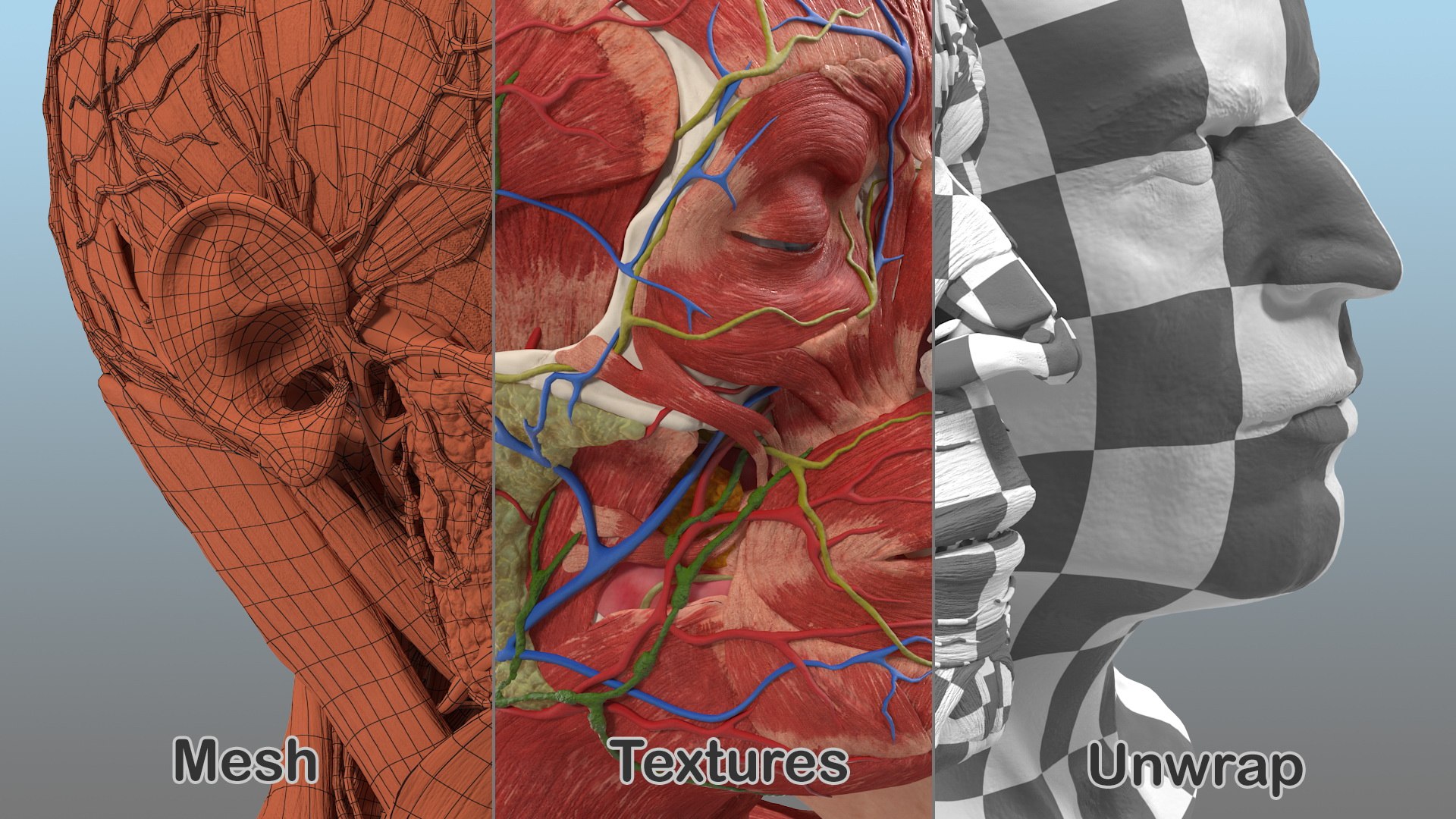3D human head anatomy skin model https://p.turbosquid.com/ts-thumb/vy/iBFNnc/ENyY2myy/humanheadfullanatomyandskin3dmodel031/jpg/1574361135/1920x1080/fit_q87/4f6dfd142821e81a168d368aa986ecd9d674fb8f/humanheadfullanatomyandskin3dmodel031.jpg