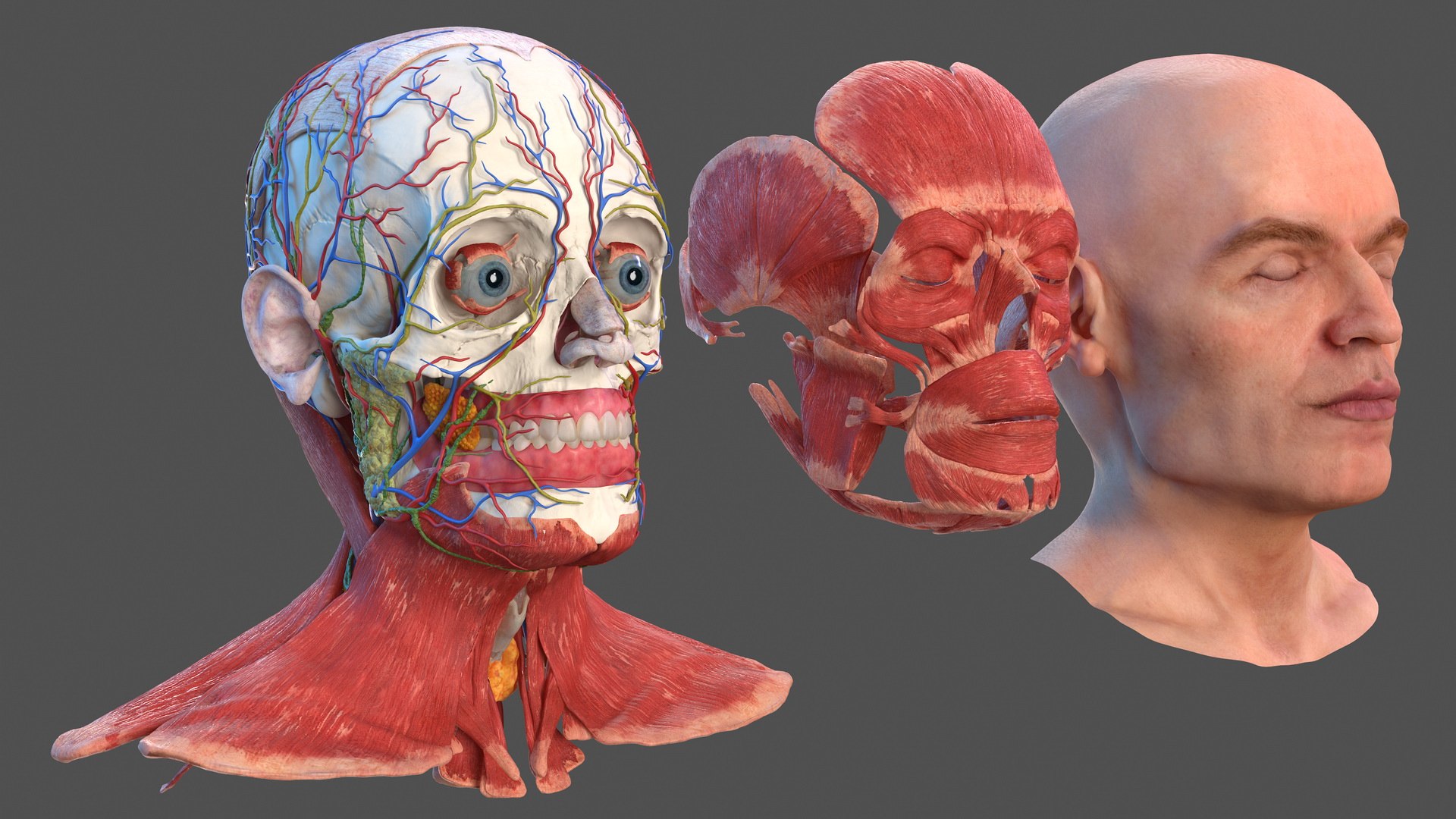 3D human head anatomy skin model https://p.turbosquid.com/ts-thumb/vy/iBFNnc/Lu0hkEbY/humanheadfullanatomyandskin3dmodel002/jpg/1574360860/1920x1080/fit_q87/cd747bda0898e25a3cf4a7e18d89ef5c841293b0/humanheadfullanatomyandskin3dmodel002.jpg