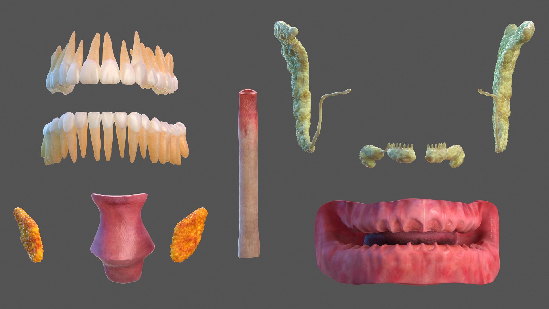 3D human head anatomy skin model https://p.turbosquid.com/ts-thumb/vy/iBFNnc/Ti5ENoD4/humanheadfullanatomyandskin3dmodel030/jpg/1574360997/1920x1080/fit_q87/f31dcd79df616c102602d9f41a4d0f5c1ba0da56/humanheadfullanatomyandskin3dmodel030.jpg