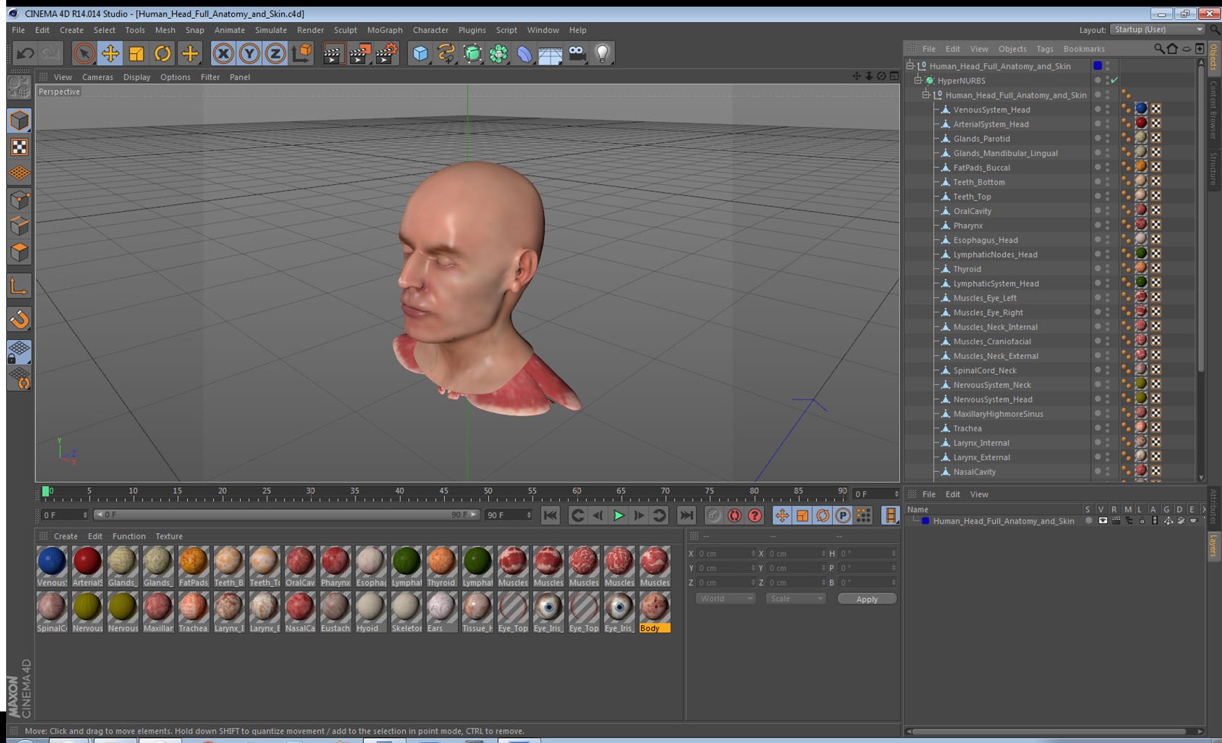 3D human head anatomy skin model https://p.turbosquid.com/ts-thumb/vy/iBFNnc/Tn4BjmMf/humanheadfullanatomyandskin3dmodel037/jpg/1574361165/1920x1080/fit_q87/0a8797e78f03f0ec76dab1ff10150cc2026ad9b6/humanheadfullanatomyandskin3dmodel037.jpg