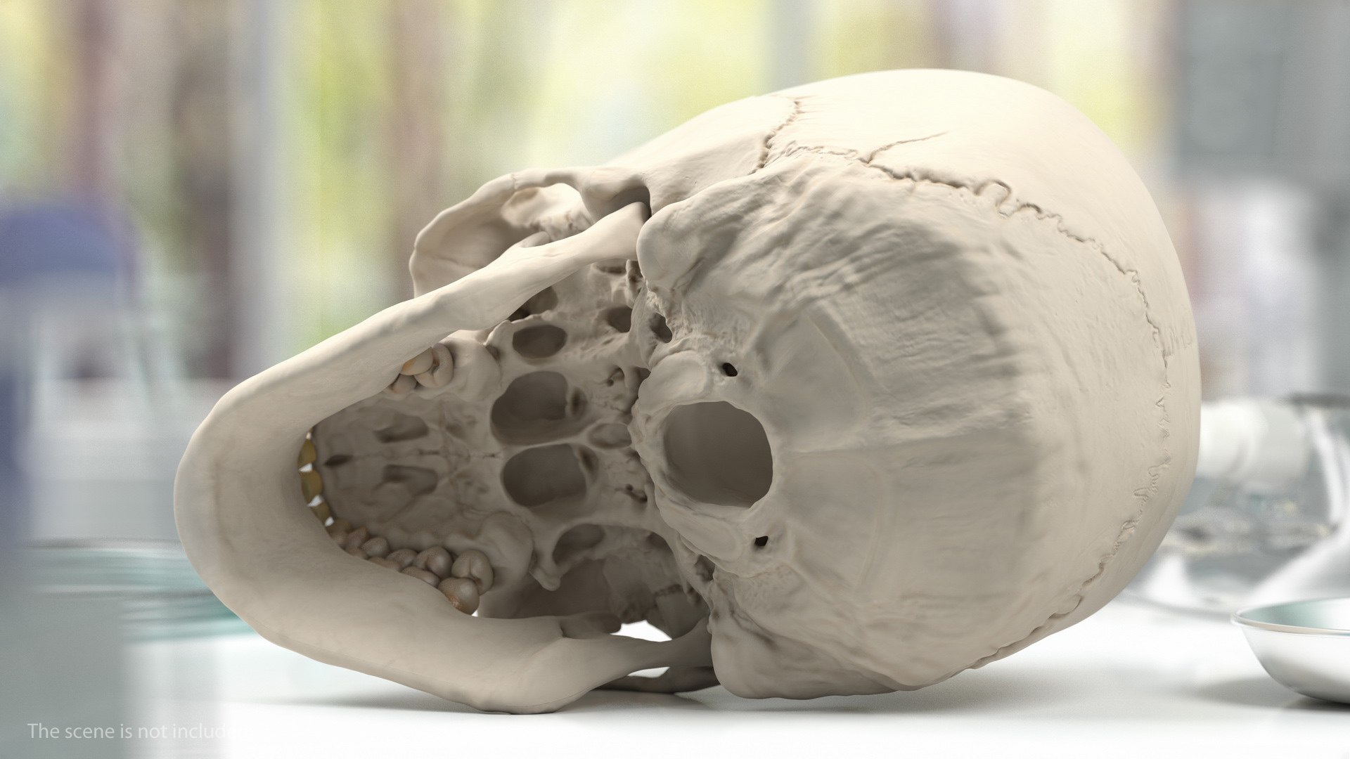 3D human head anatomy skin model https://p.turbosquid.com/ts-thumb/vy/iBFNnc/XBU6Qo6T/humanheadfullanatomyandskin3dmodel011/jpg/1574360906/1920x1080/fit_q87/205e4c3ba2ee1e881ab849207e1a135f02f753b5/humanheadfullanatomyandskin3dmodel011.jpg