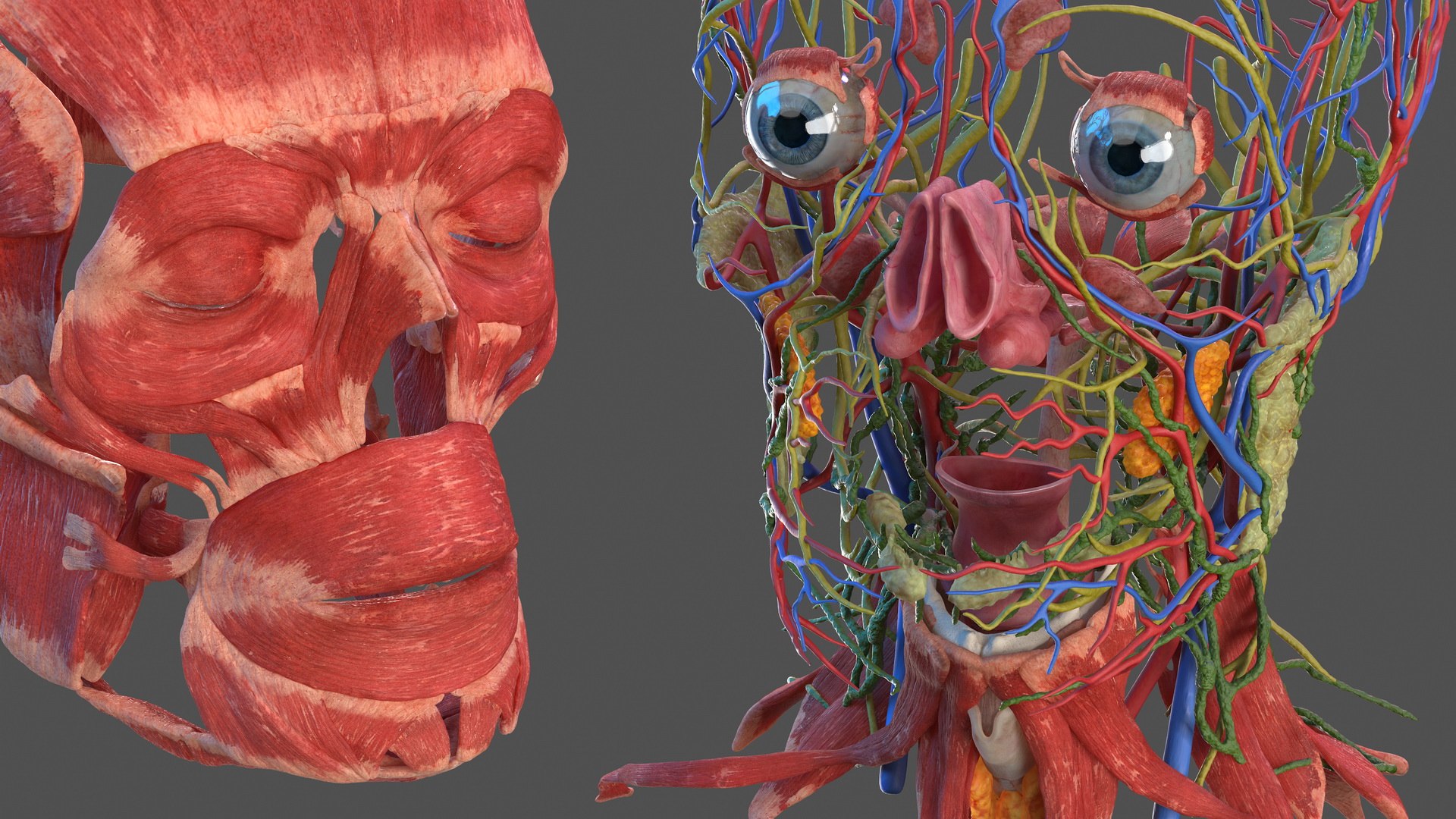 3D human head anatomy skin model https://p.turbosquid.com/ts-thumb/vy/iBFNnc/XCZ5KD30/humanheadfullanatomyandskin3dmodel017/jpg/1574360934/1920x1080/fit_q87/d64f5685a133da862a51f8f4a7fd8f55fcdafd9b/humanheadfullanatomyandskin3dmodel017.jpg
