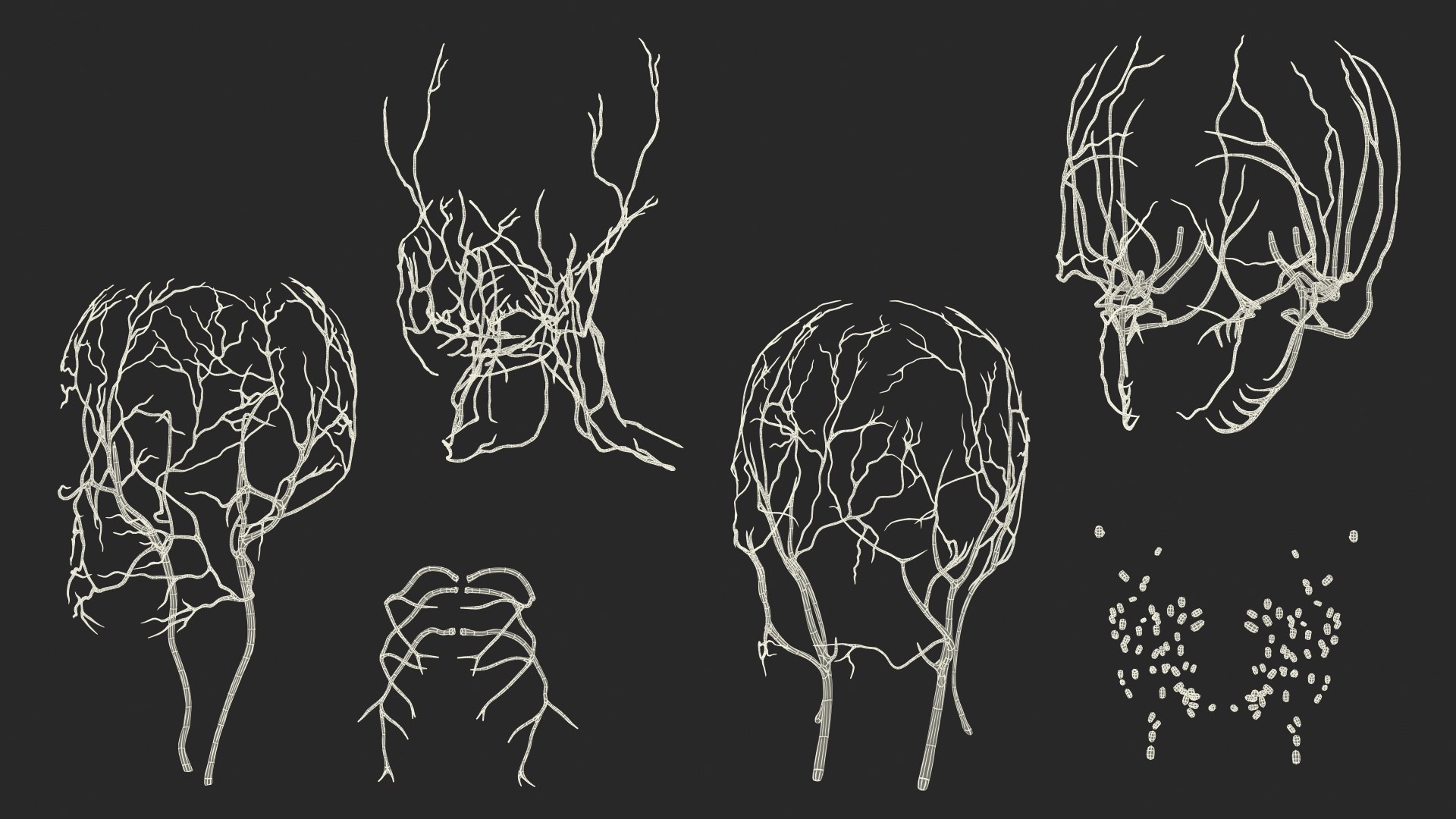 3D human head anatomy skin model https://p.turbosquid.com/ts-thumb/vy/iBFNnc/Z7PfK5X2/humanheadfullanatomyandskin3dmodel043/jpg/1574361194/1920x1080/fit_q87/be0f59788ad41eb52362ed645e6488ae8ff00a63/humanheadfullanatomyandskin3dmodel043.jpg