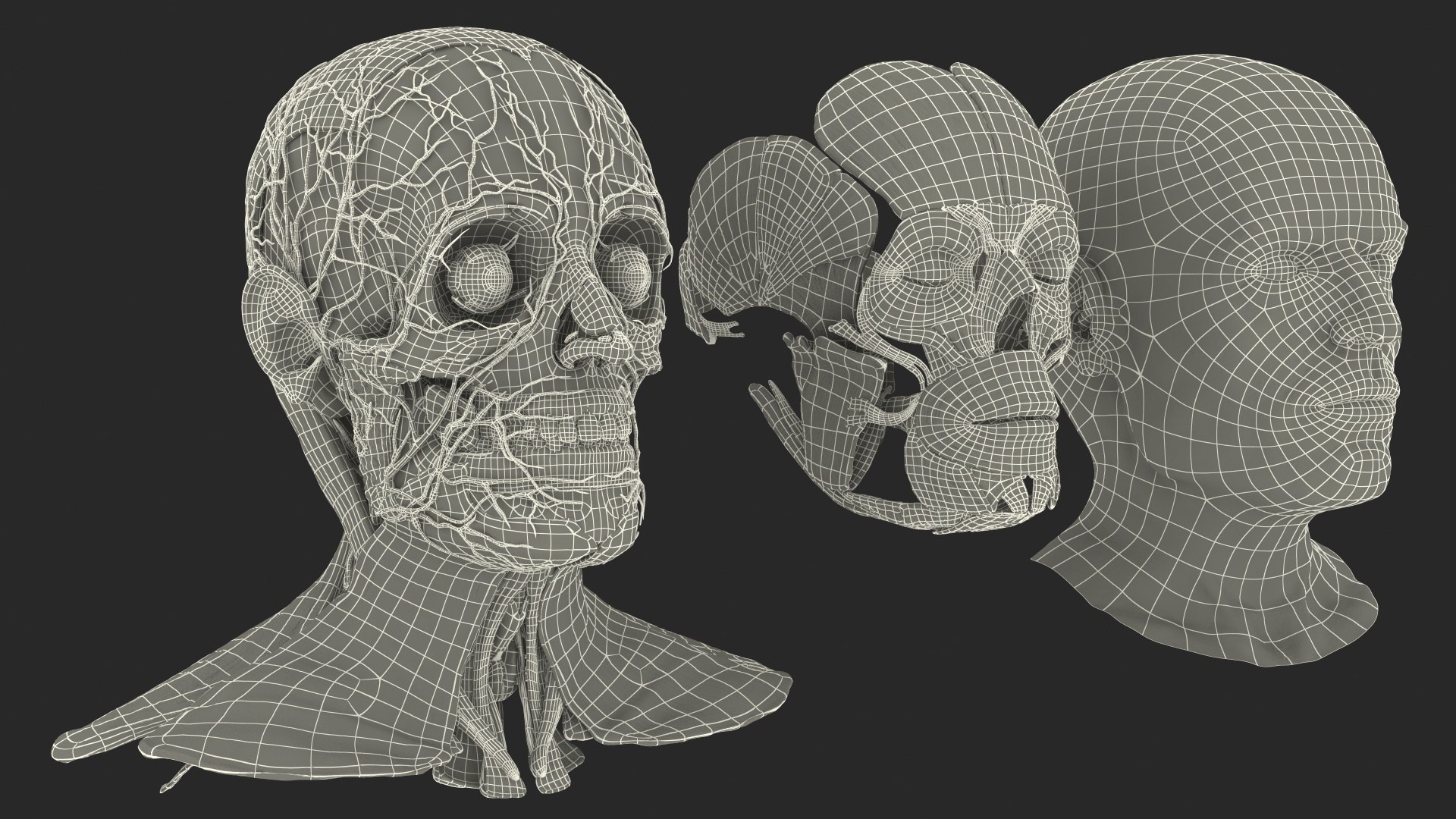 3D human head anatomy skin model https://p.turbosquid.com/ts-thumb/vy/iBFNnc/c3Pjfjp6/humanheadfullanatomyandskin3dmodel039/jpg/1574361174/1920x1080/fit_q87/dcd1389cb1efafa0aeb48576ac618a09aa94db08/humanheadfullanatomyandskin3dmodel039.jpg