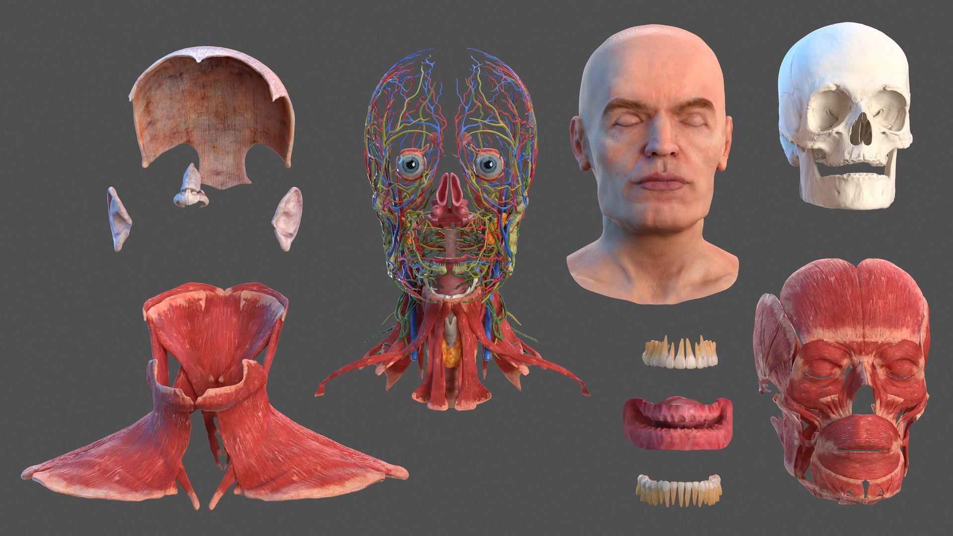 3D human head anatomy skin model https://p.turbosquid.com/ts-thumb/vy/iBFNnc/fGt4XsC6/humanheadfullanatomyandskin3dmodel003/jpg/1574360867/1920x1080/fit_q87/3007e376b3d81cd0030e3a7c8ac31eec550e1053/humanheadfullanatomyandskin3dmodel003.jpg