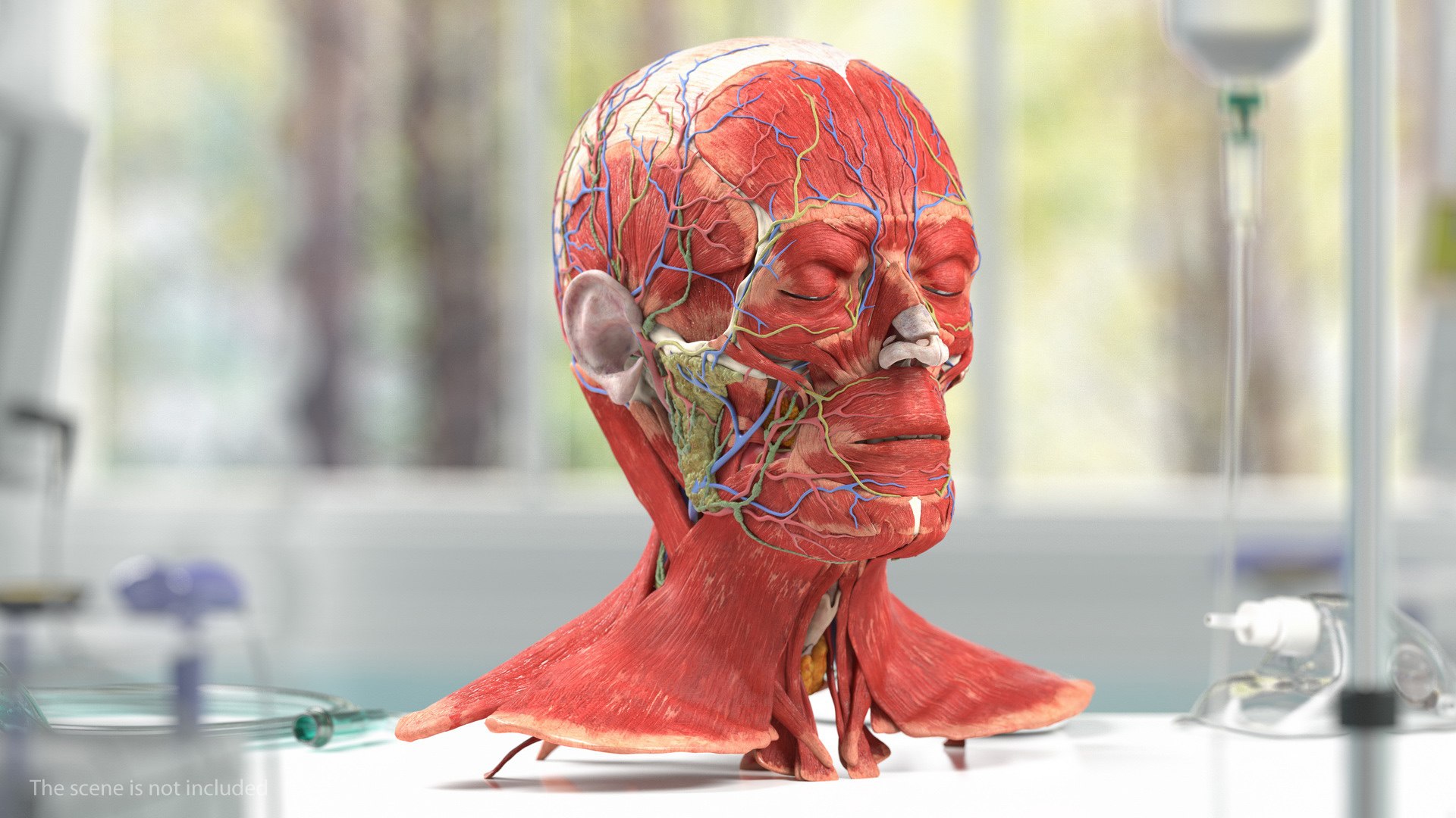 3D human head anatomy skin model https://p.turbosquid.com/ts-thumb/vy/iBFNnc/s126MsPN/humanheadfullanatomyandskin3dmodel007/jpg/1574360885/1920x1080/fit_q87/2388ffc74d15d62e36d4745e44ee0618cb1bb60f/humanheadfullanatomyandskin3dmodel007.jpg