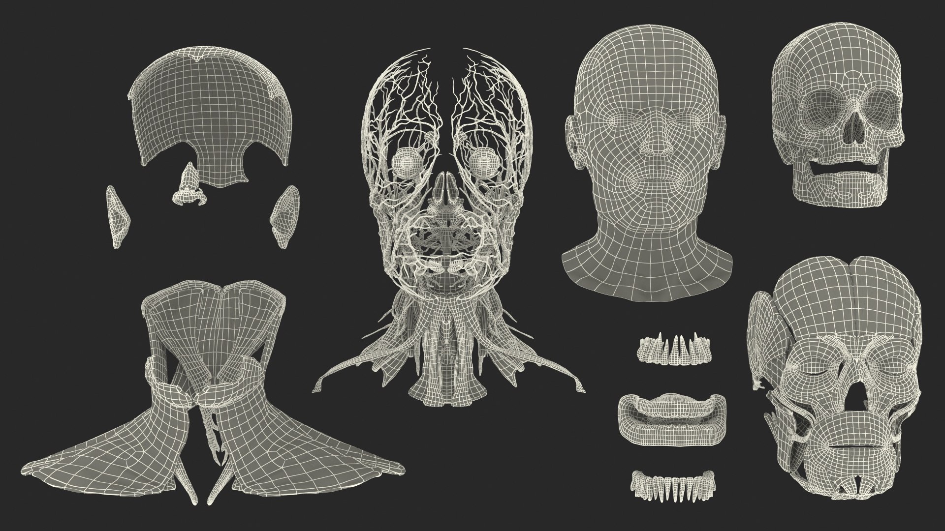 3D human head anatomy skin model https://p.turbosquid.com/ts-thumb/vy/iBFNnc/sVbcCtcF/humanheadfullanatomyandskin3dmodel042/jpg/1574361189/1920x1080/fit_q87/f0205eaeb2527ab86ba4d682dc3f4f5bfb1e245f/humanheadfullanatomyandskin3dmodel042.jpg