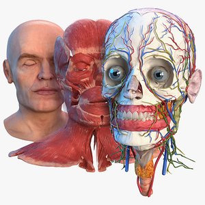 Human Head Full Anatomy and Skin