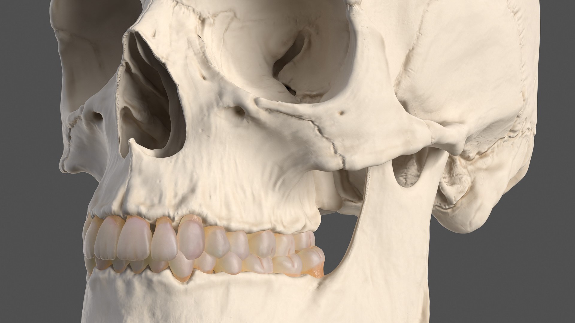 3D human head anatomy skin model https://p.turbosquid.com/ts-thumb/vy/iBFNnc/xdhBEh3c/humanheadfullanatomyandskin3dmodel026/jpg/1574360976/1920x1080/fit_q87/55b491a74e1bfd6158068ac486f20addd84582bb/humanheadfullanatomyandskin3dmodel026.jpg