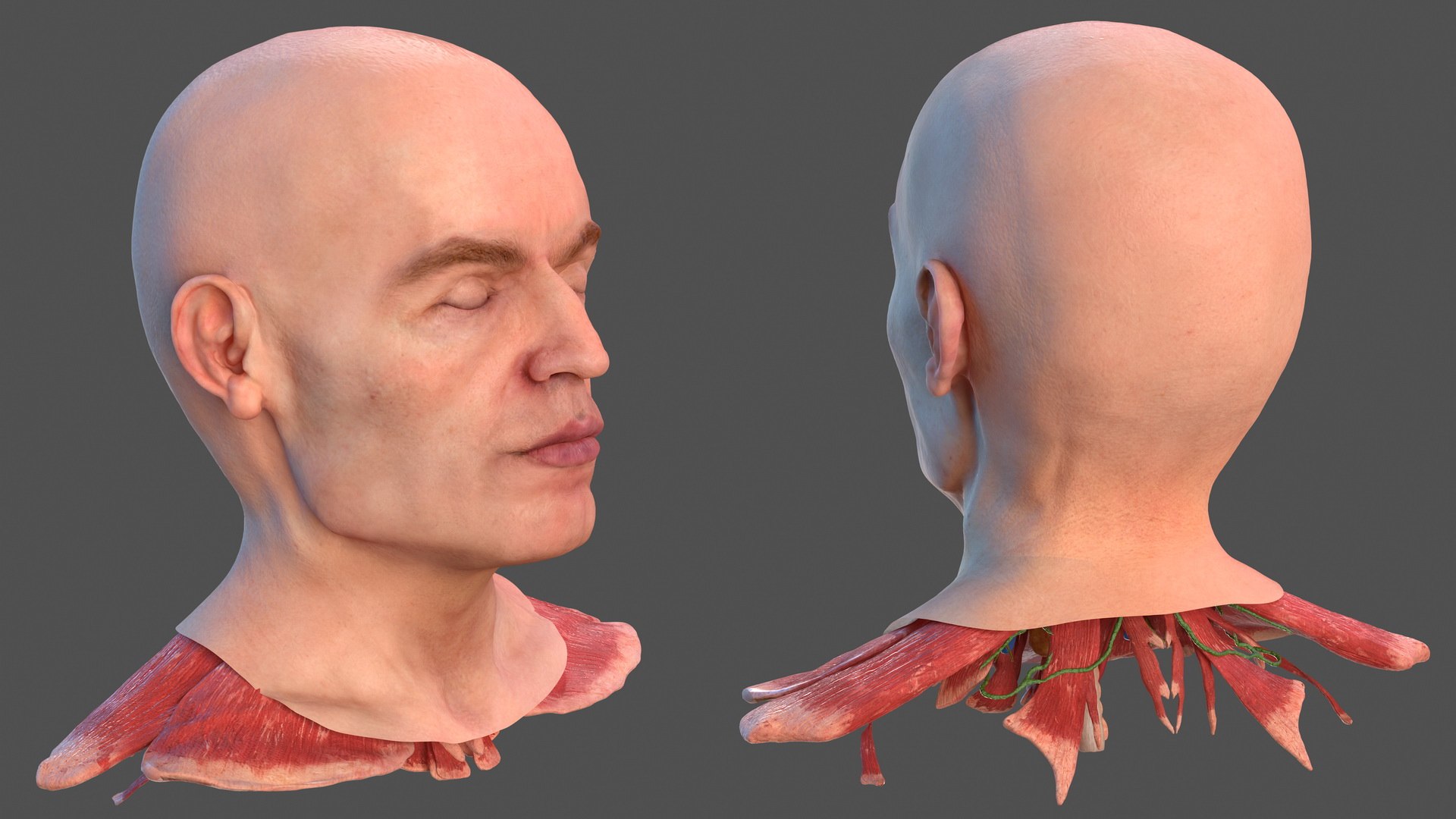 3D human head anatomy skin model https://p.turbosquid.com/ts-thumb/vy/iBFNnc/y2Z9Yjkh/humanheadfullanatomyandskin3dmodel019/jpg/1574360943/1920x1080/fit_q87/0eca2d57efdb507769892924629021f4906c41b5/humanheadfullanatomyandskin3dmodel019.jpg