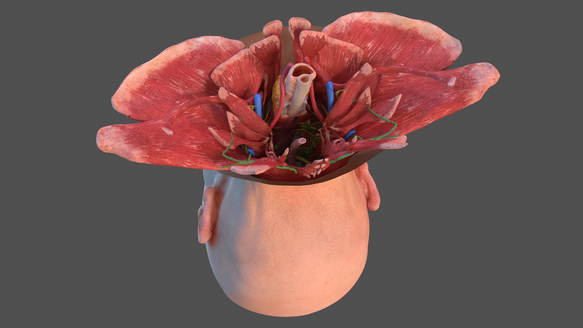 3D human head anatomy skin model https://p.turbosquid.com/ts-thumb/vy/iBFNnc/yMCdPaYQ/humanheadfullanatomyandskin3dmodel021/jpg/1574360953/1920x1080/fit_q87/55f2a60b6ea7baebdecb18afba95638d92cdf103/humanheadfullanatomyandskin3dmodel021.jpg