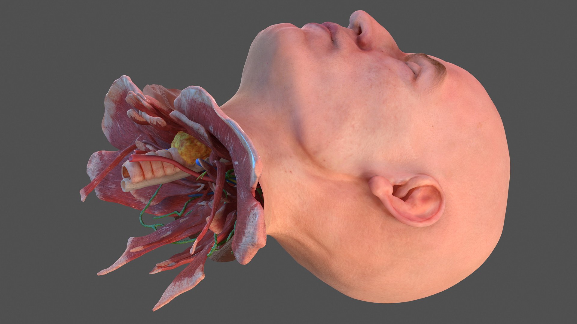 3D human head anatomy skin model https://p.turbosquid.com/ts-thumb/vy/iBFNnc/ynp971zZ/humanheadfullanatomyandskin3dmodel022/jpg/1574360957/1920x1080/fit_q87/7c058fc3b0a05653d3bbb64949391c1783601a82/humanheadfullanatomyandskin3dmodel022.jpg