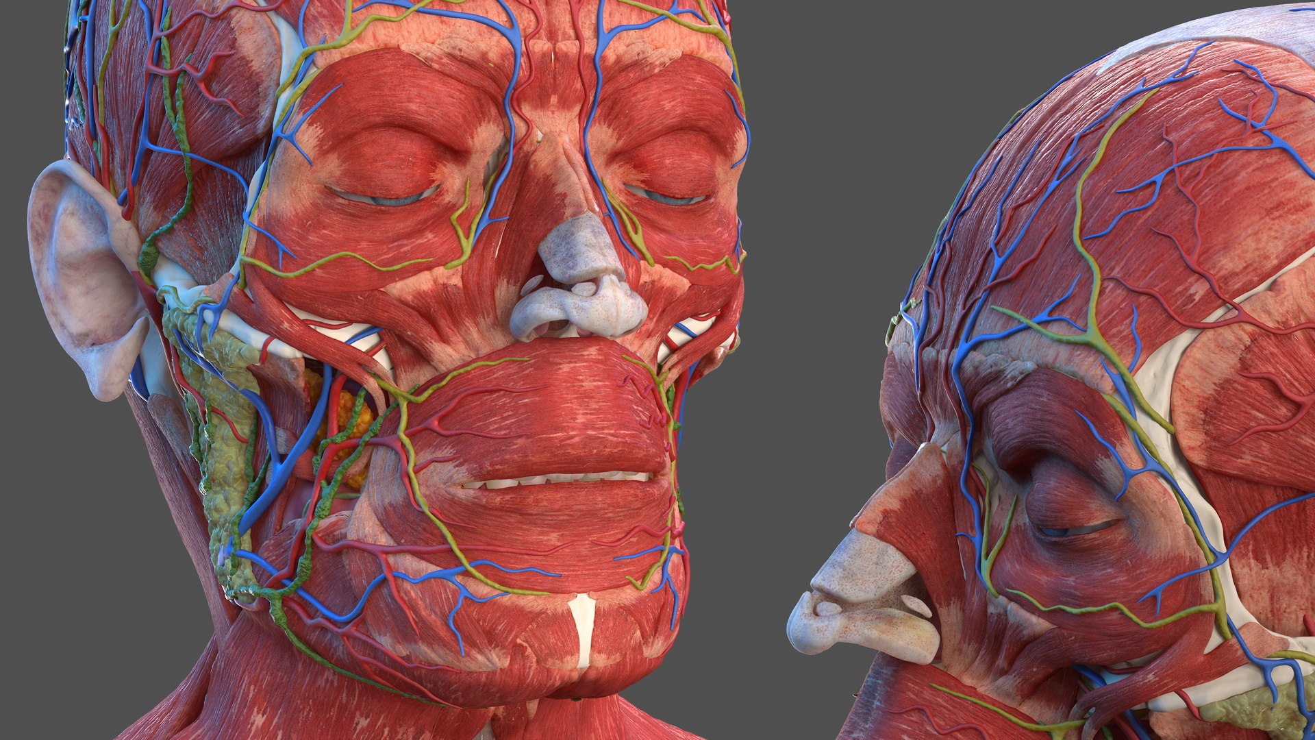 3D human head anatomy skin model https://p.turbosquid.com/ts-thumb/vy/iBFNnc/z08BK0is/humanheadfullanatomyandskin3dmodel016/jpg/1574360929/1920x1080/fit_q87/63f04c713b1a6b095e224a5681aa42b565892694/humanheadfullanatomyandskin3dmodel016.jpg