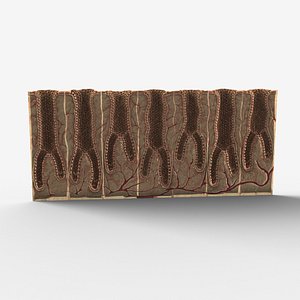 stomach lining 3d obj