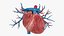 3D Heart Vessels model