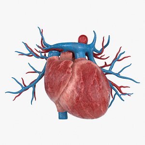 3D Heart Vessels model