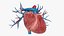 3D Heart Vessels model