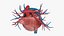 3D Heart Vessels model