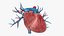 3D Heart Vessels model