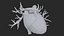 3D Heart Vessels model