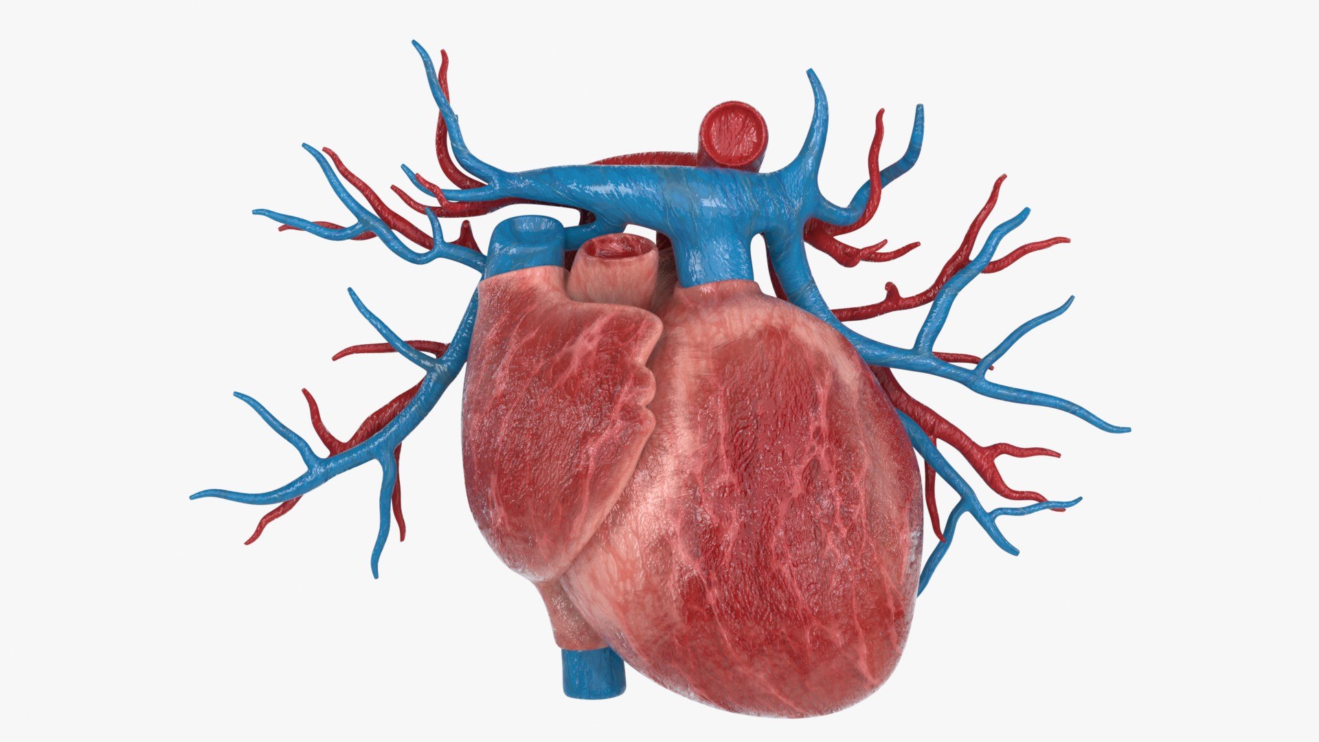3D Heart Vessels model https://p.turbosquid.com/ts-thumb/vz/6GhIwX/kI/heart_vessels_main_pr_f_0097/jpg/1766846647/1920x1080/fit_q87/6cb3cf4714b11e78f50f8a6ce1b1b2065c01c72f/heart_vessels_main_pr_f_0097.jpg
