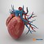 3D Heart Vessels model