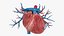 3D Heart Vessels model
