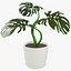 Colección de plantas de interior