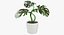 Colección de plantas de interior