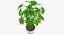 Colección de plantas de interior