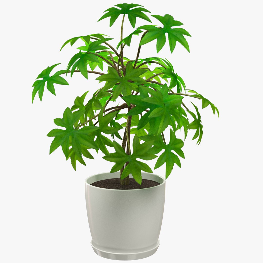 3D model indoor plants https://p.turbosquid.com/ts-thumb/vz/6ymWgl/KaZTJT99/003/png/1530030151/1920x1080/fit_q87/26c4805869a300189372c04f291696596084ea03/003.jpg