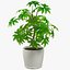 Colección de plantas de interior