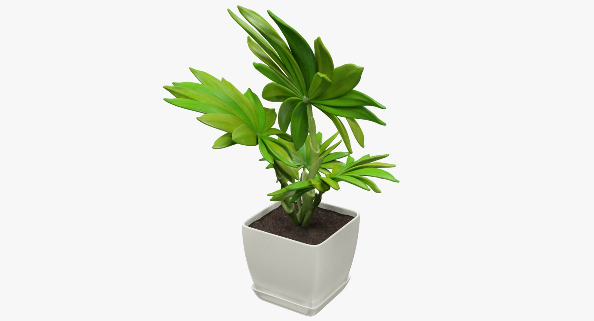 3D model indoor plants https://p.turbosquid.com/ts-thumb/vz/6ymWgl/KyZo0isL/004_002copy/png/1530028778/1920x1080/fit_q87/7975d36b219f0e5218b8685603ce635bff75597b/004_002copy.jpg