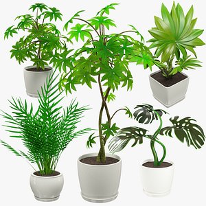 3D model indoor plants