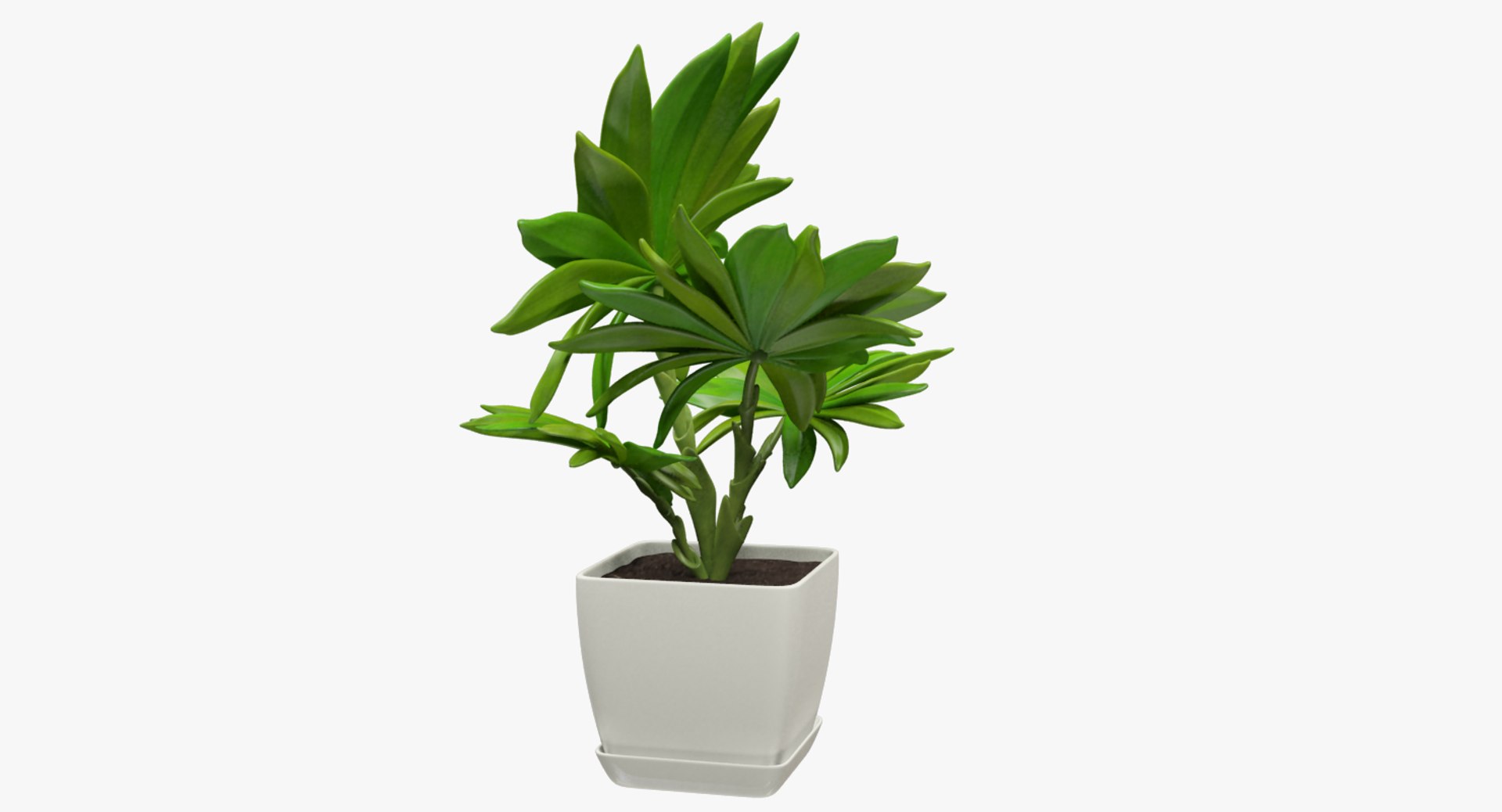 3D model indoor plants https://p.turbosquid.com/ts-thumb/vz/6ymWgl/M5LGzLAT/004_003copy/png/1530028778/1920x1080/fit_q87/d4de2ca0b1cfbcc5a6e8f992d772235cb7b3ce82/004_003copy.jpg
