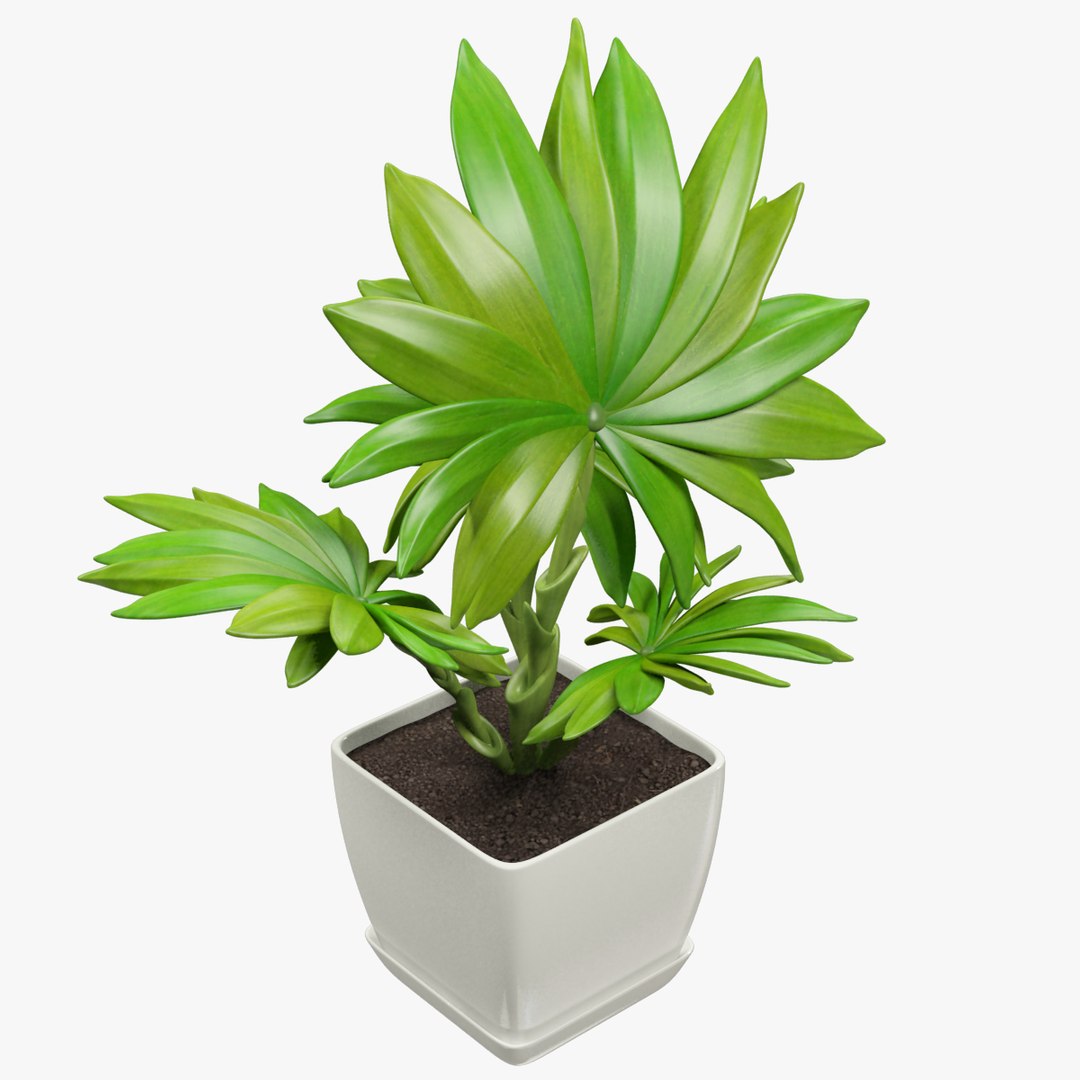 3D model indoor plants https://p.turbosquid.com/ts-thumb/vz/6ymWgl/QXpZ29kz/003/png/1530028719/1920x1080/fit_q87/988ad74e2d1ad84a097fd48345948d96e5e435d8/003.jpg