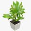 Colección de plantas de interior