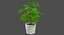 Colección de plantas de interior