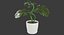 Colección de plantas de interior