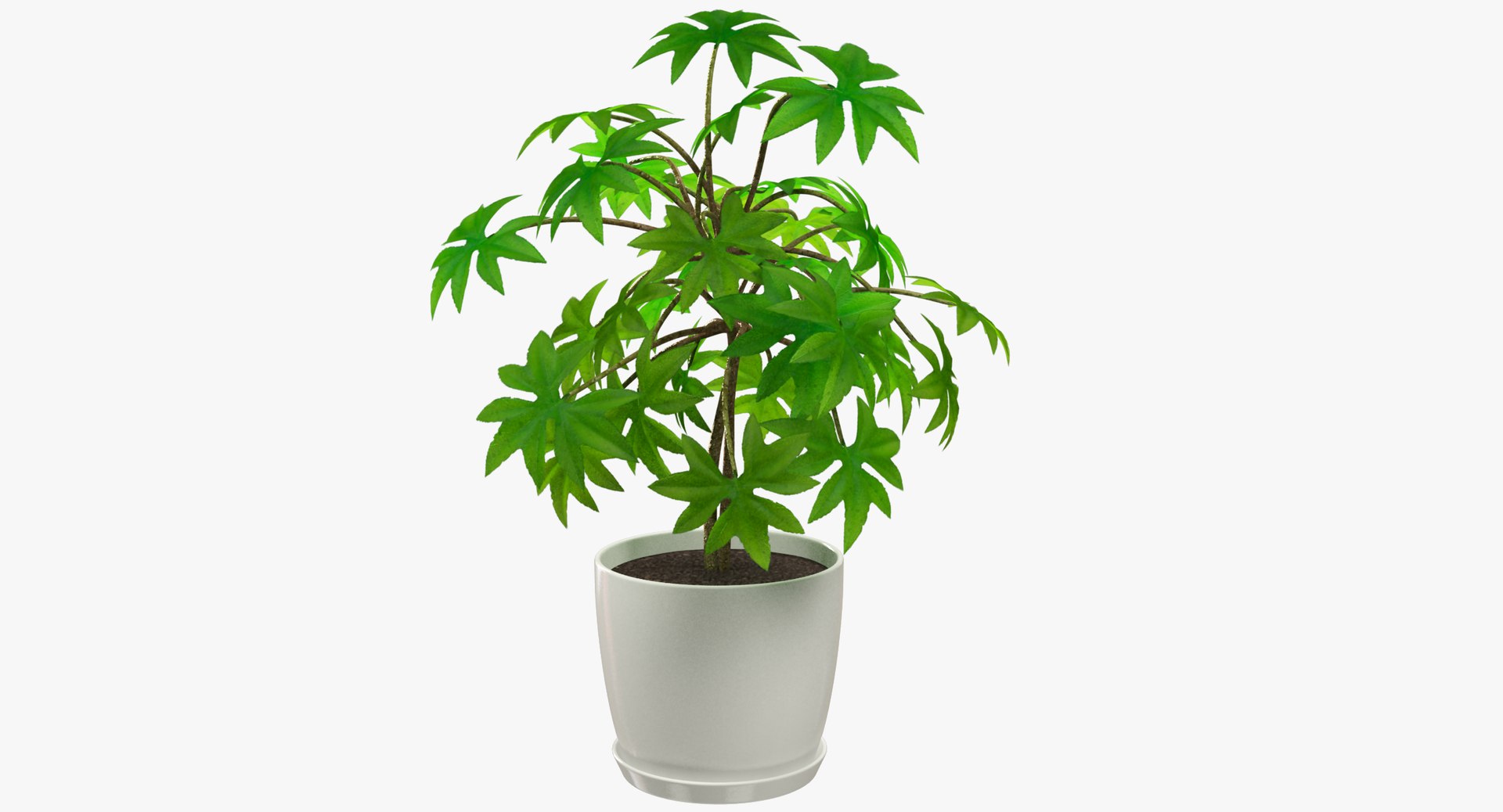 3D model indoor plants https://p.turbosquid.com/ts-thumb/vz/6ymWgl/X9Bt60VL/001/png/1530030163/1920x1080/fit_q87/e7c91e27192aa57c10289a5fcf7c1793cfbd888e/001.jpg