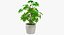 Colección de plantas de interior