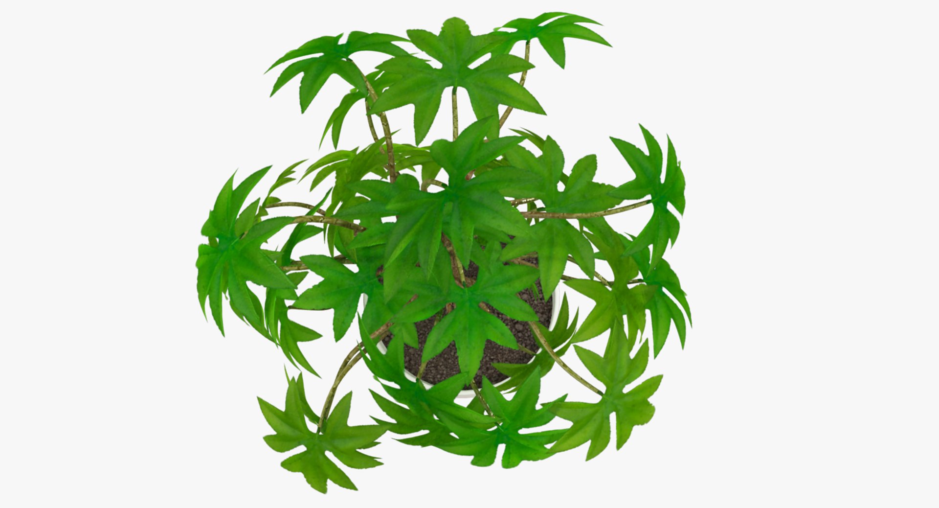 3D model indoor plants https://p.turbosquid.com/ts-thumb/vz/6ymWgl/aQIhc5x6/004_004copy/png/1530030217/1920x1080/fit_q87/335af4af345b79cd367728d3187a0690049bff60/004_004copy.jpg