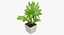 Colección de plantas de interior