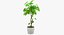 Colección de plantas de interior