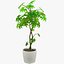 Colección de plantas de interior